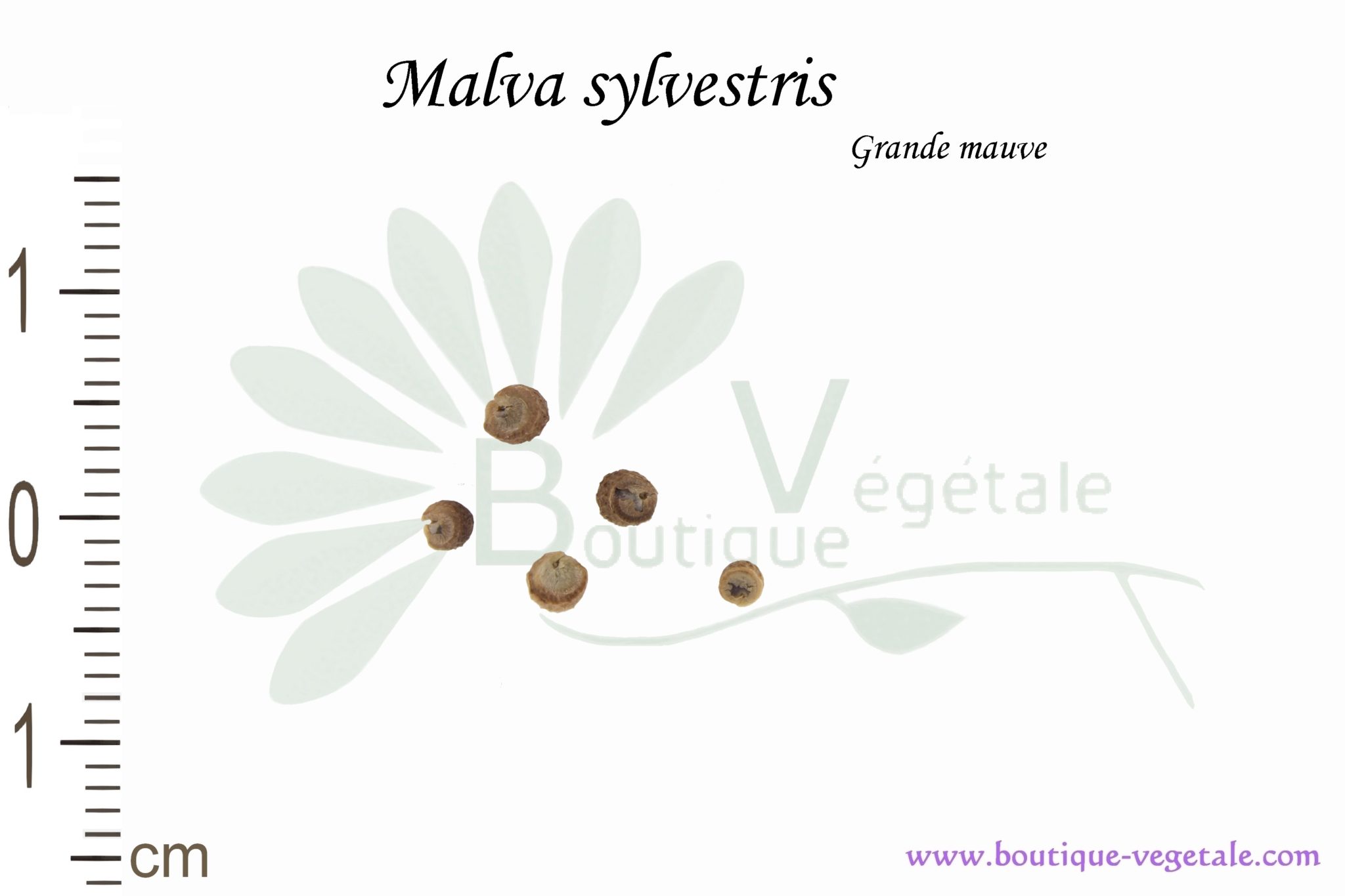 Graines de Malva sylvestris - Grande mauve - Boutique Végétale