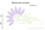 Graines de Matricaria recutita, Graines de Camomille vraie