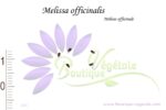 Graines de Melissa officinalis, Graines de Mélisse officinale