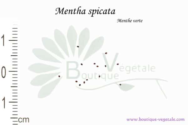 Graines de Mentha spicata, Mentha spicata seeds