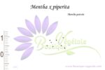 Graines de Mentha x Piperita, Graines de Menthe poivrée