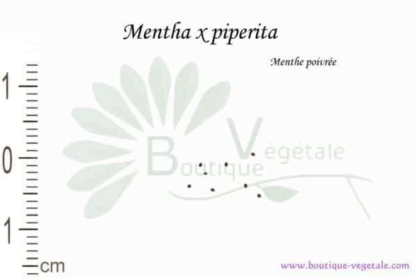 Graines de Mentha x Piperita, Mentha x Piperita seeds