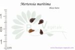 Graines de Mertensia maritima, Mertensia maritima seeds