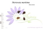 Graines de Mertensia maritima