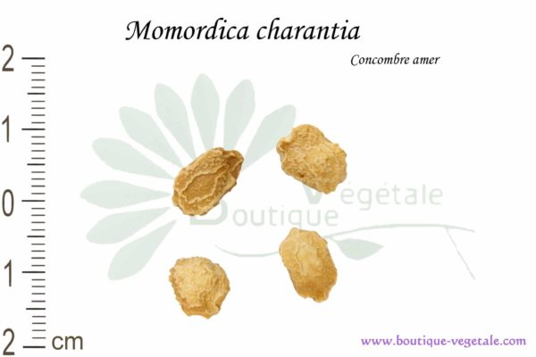 Graines de Momordica charantia, Momordica charantia seeds
