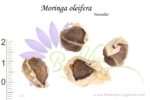 Graines de Moringa oleifera, Moringa oleifera seeds, Graines de Néverdier, graines Neverdie tree