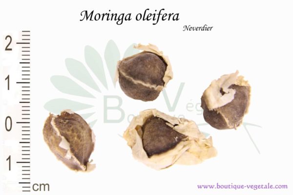 Graines de Moringa oleifera, Moringa oleifera seeds
