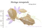 Graines de Moringa stenopetala, Graines de Moringa africain, Semences de Moringa stenopetala