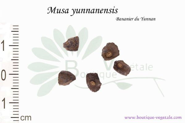 Graines de Musa yunnanensis, Musa yunnanensis seeds