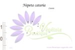 Graines de Nepeta cataria, Graines de Cataire