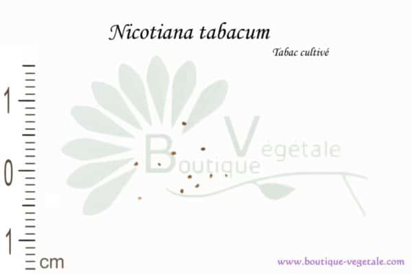 Graines de Nicotiana tabacum