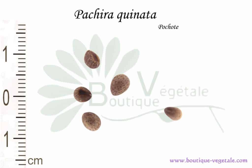 Graines de Pachira quinata, Pachira quinata seeds