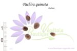 Graines de Pachira quinata, Pachira quinata seeds, Graines de Pochote
