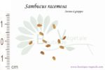 Graines de Sambucus racemosa, Sambucus racemosa seeds