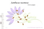 Graines de Sambucus racemosa, Sambucus racemosa seeds, Graines de Sureau à grappes