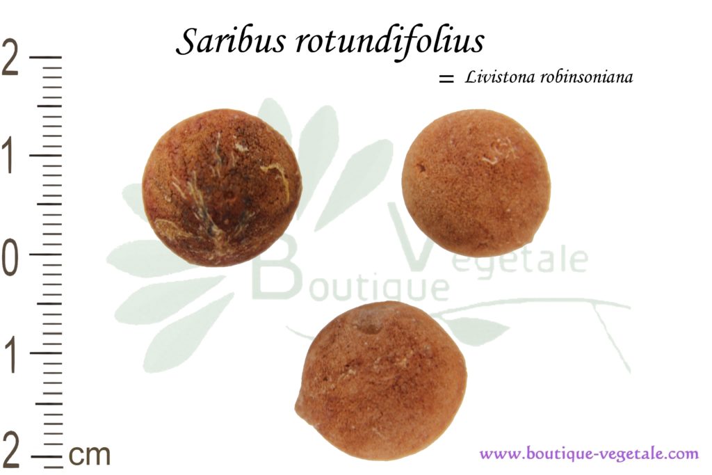 Graines de Saribus rotundifolius, Saribus rotundifolius seeds