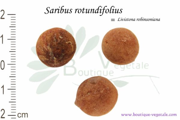 Graines de Saribus rotundifolius, Saribus rotundifolius seeds