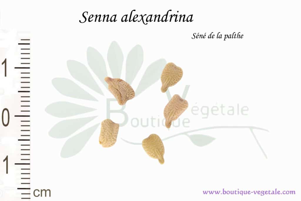 Graines de Senna alexandrina, Senna alexandrina seeds