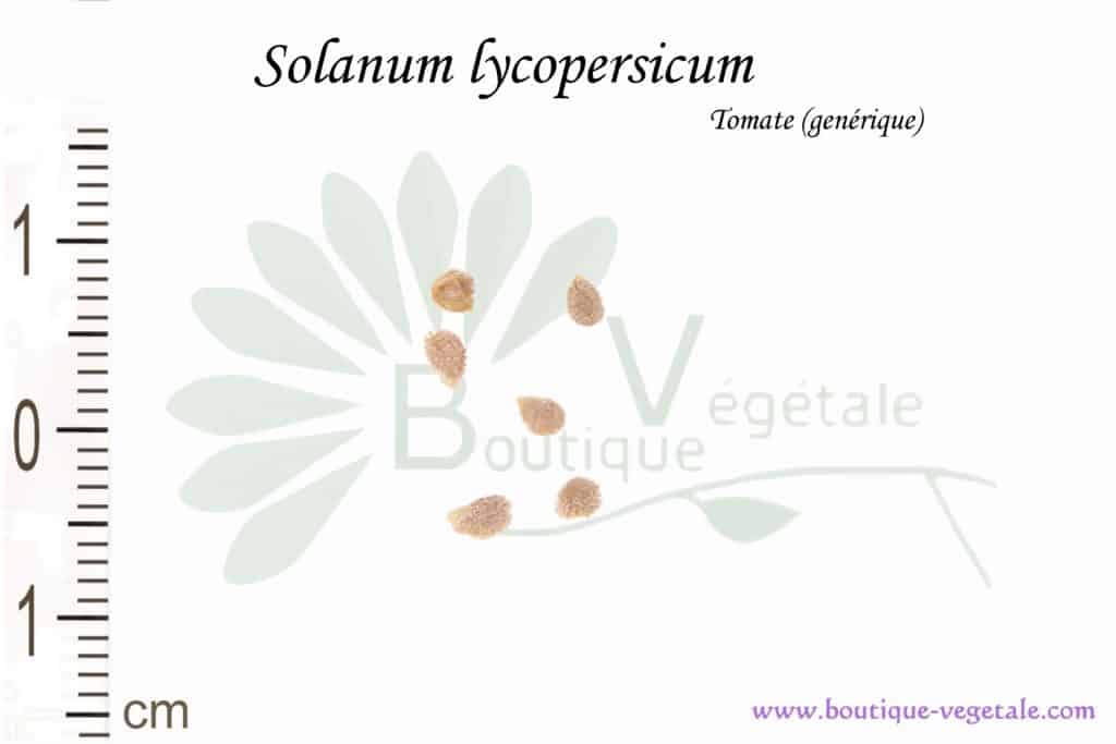 Graines de Solanum lycopersicum, Solanum lycopersicum seeds