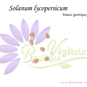 Graines de Solanum lycopersicum, Solanum lycopersicum seeds, Graines de tomate