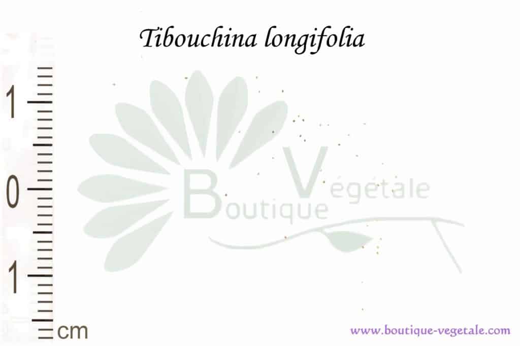 Graines de Tibouchina longifolia, Tibouchina longifolia seeds
