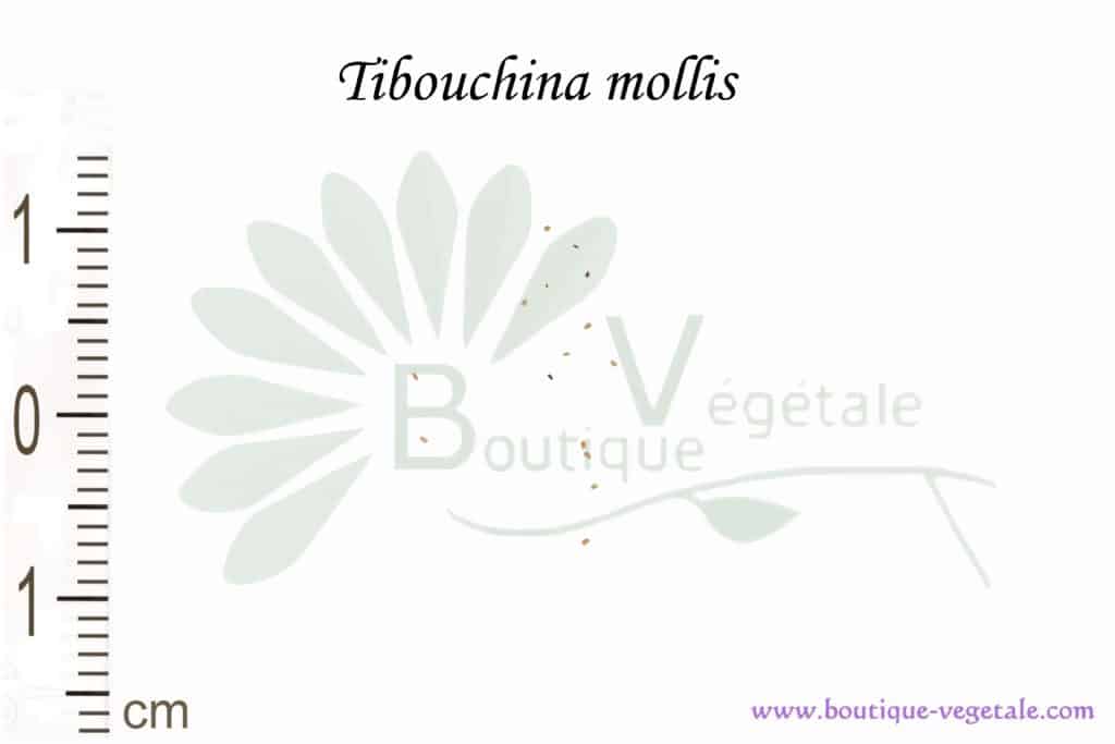 Graines de Tibouchina mollis, Tibouchina mollis seeds