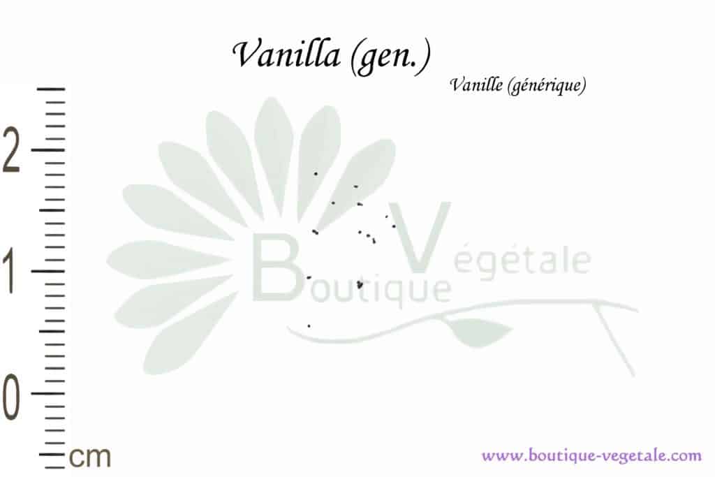 Graines de Vanilla, Vanilla seeds