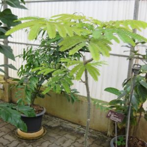 Acacia concinna - Feuillage