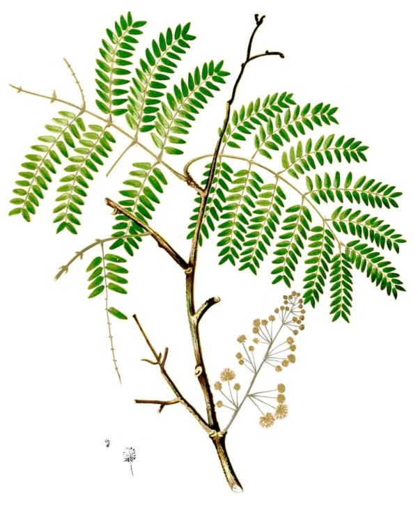 Acacia concinna - Illustration