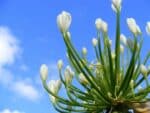 Floraux blanc d'Agapanthus praecox, Boutons floraux blancs d'Agapanthe persistante, graines d'Agapanthus praecox, graines d'Agapanthe persistante
