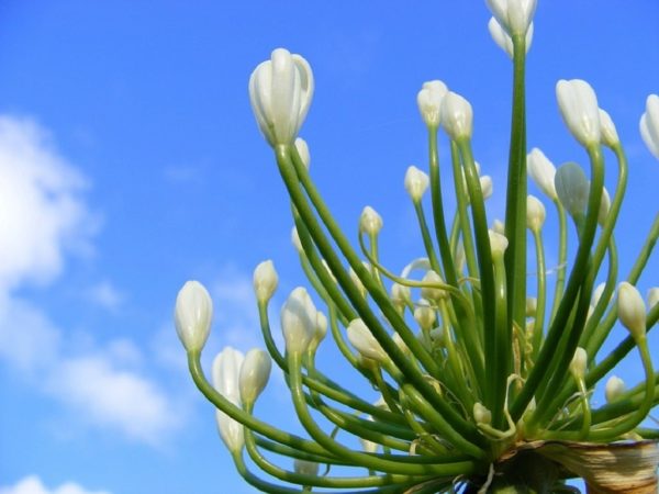 Agapanthus praecox - Boutons floraux blancs