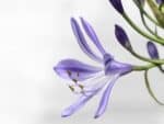 Fleurs d'Agapanthus praecox, Détails d'une fleur d'Agapanthe persistante, graines d'Agapanthus praecox, graines d'Agapanthe persistante