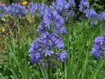 Plantation d'Agapanthus praecox, Plantation d'Agapanthe persistante, graines d'Agapanthus praecox, graines d'Agapanthe persistante
