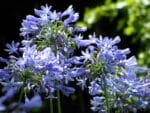 Fleurs d'Agapanthus praecox, Floraison bleue d'Agapanthe persistante, graines d'Agapanthus praecox, graines d'Agapanthe persistante