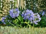 Fleurs d'Agapanthus praecox, Fleurage d'Agapanthe persistante, graines d'Agapanthus praecox, graines d'Agapanthe persistante