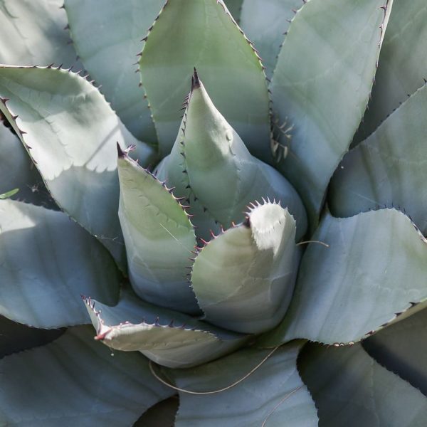 Agave parryi - Feuillage
