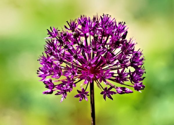 Allium giganteum - Détail d'une fleur