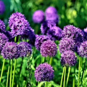 Allium giganteum, Floraison d'Ail géant, graines d'Allium giganteum, graines d'Ail géant