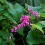 Antigonon leptopus - Fleurs et feuilles