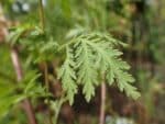 Feuille d'Artemisia annua, Détails d'une feuille d'Armoise annuelle, graines et plants d'Artemisia annua, graines et plants d'Armoise annuelle