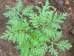 Feuilles d 'Artemisia annua, Feuillage d'Armoise annuelle, graines et plants d 'Artemisia annua, graines et plants d'Armoise annuelle