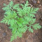 Artemisia annua - En culture