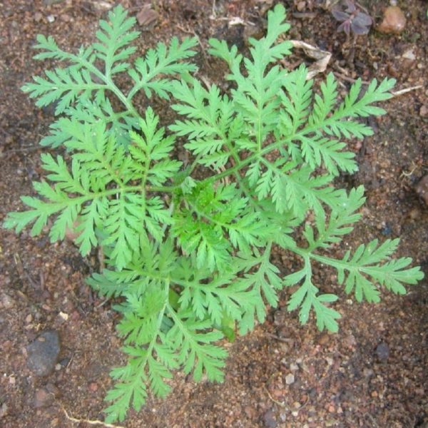 Nouvelle plante pour le jardinage à domicile 100 graines Artemisia Annua Seeds Un an darmoise Vert 