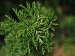Feuille d'Artemisia annua, Feuillage d'Armoise annuelle, graines et plants d'Artemisia annua, graines et plants d'Armoise annuelle