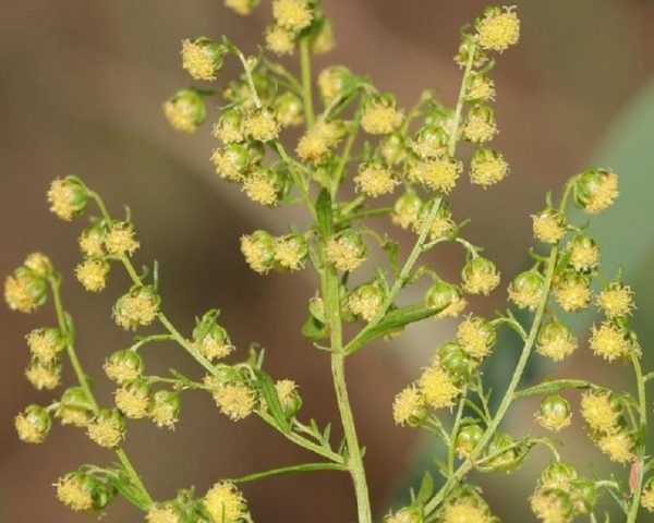 Armoise chinoise / annuelle, plant d'Artemisia annua à planter