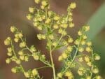 Fleurs d'Artemisia annua, Fleurs d'Armoise annuelle, graines et plants d'Artemisia annua, graines et plants d'Armoise annuelle