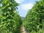 Canavalia gladiata - Plantation