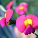 Fleurs de Chorizema diversifolium, Détail d'une fleur de Climbing flame pea, graines de Chorizema diversifolium, graines de Climbing flame pea