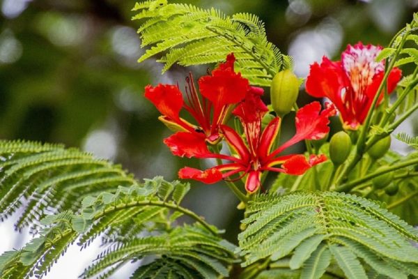 Delonix regia - Fleurs et feuilles