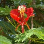 Delonix regia - Détail d'une fleur